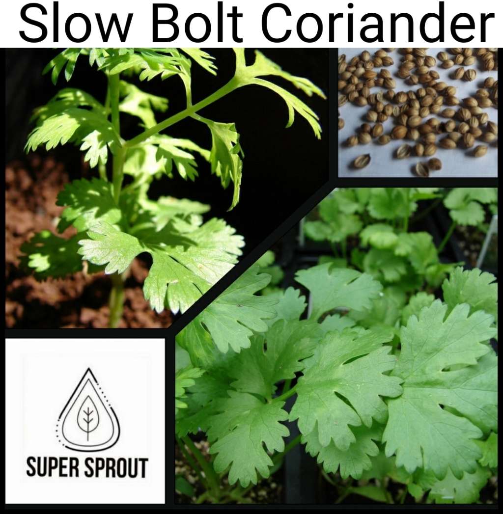 Slow Bolt Coriander x 50 seeds