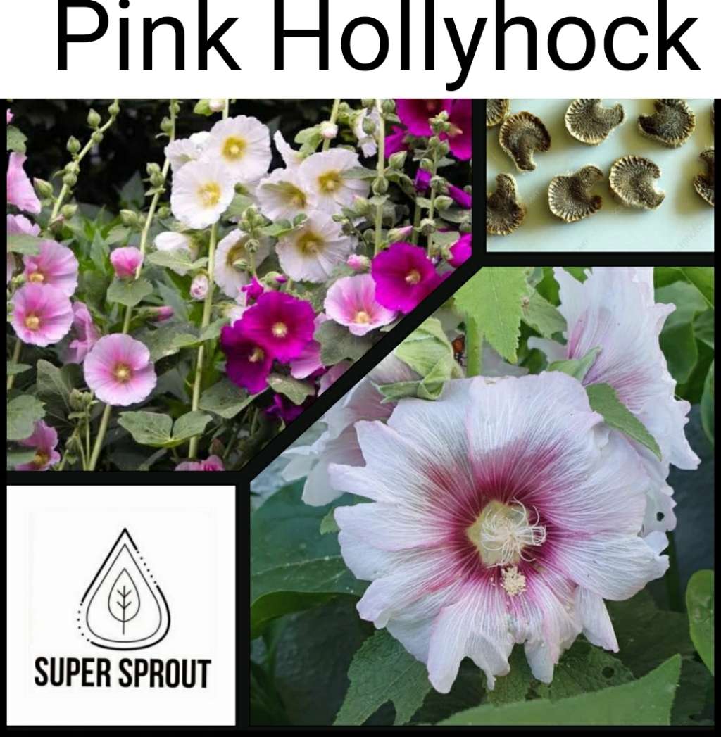 PINK HOLLYHOCK/STOKROOS x 25+ seeds