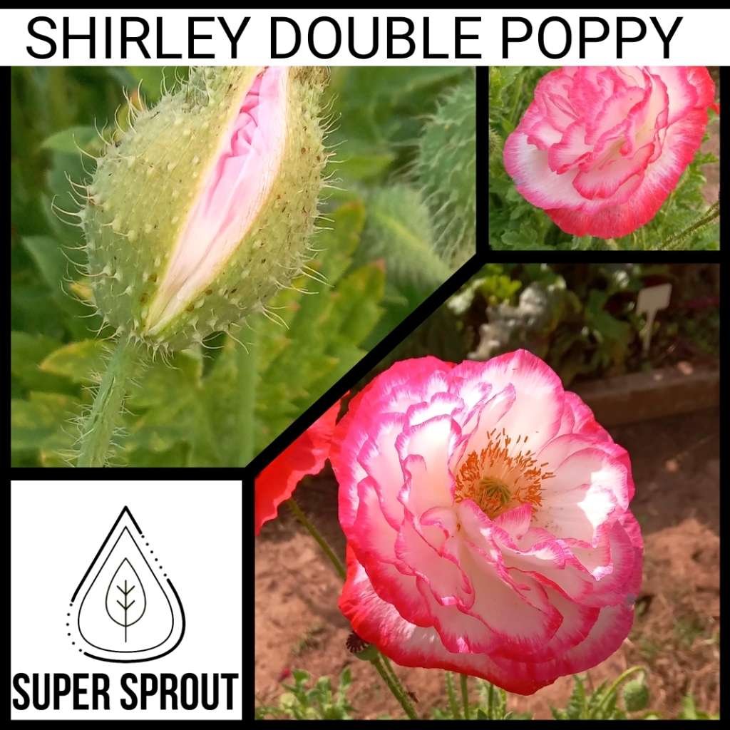 SHIRLEY DOUBLE POPPY x 100+ seeds