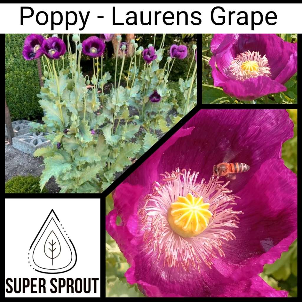 LAUREN`S GRAPE POPPY/PAPAVER x 100+ seeds