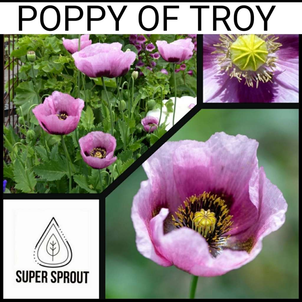 POPPY OF TROY x 100+ seeds