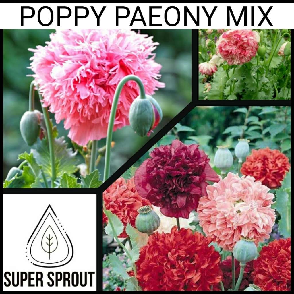 POPPY PAEONY MIX x 100+ seeds