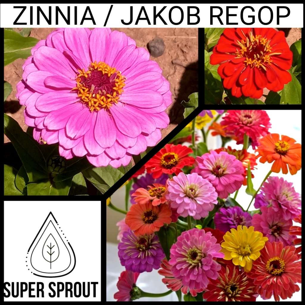 ZINNIA / JAKOB REGOP x 15+ seeds
