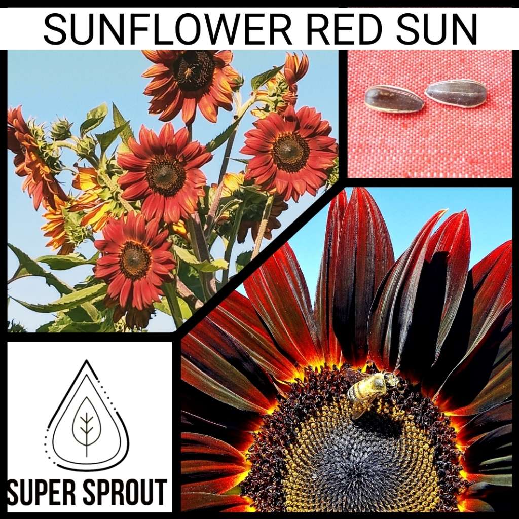 SUNFLOWER RED SUN  x 25 seeds
