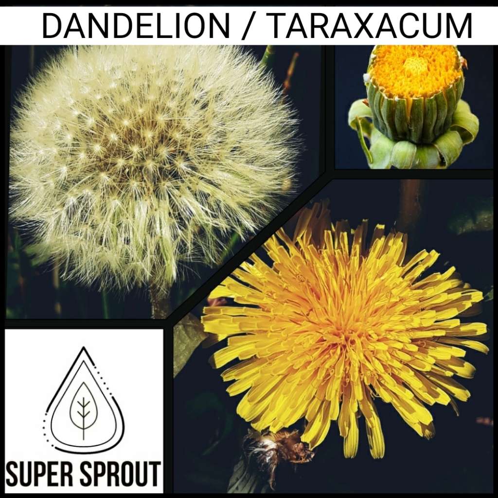 DANDELION x 25+ seeds