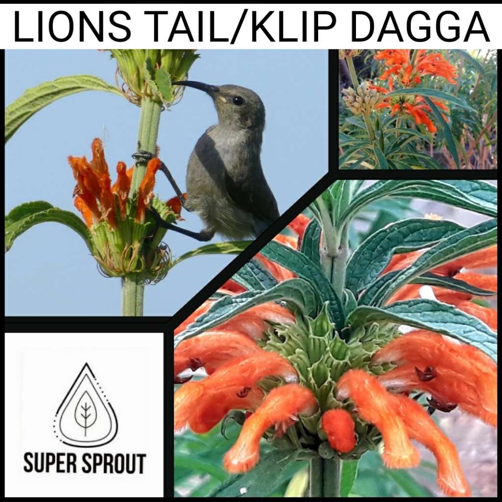 LIONS TAIL/ KLIP DAGGA  x 15 seeds