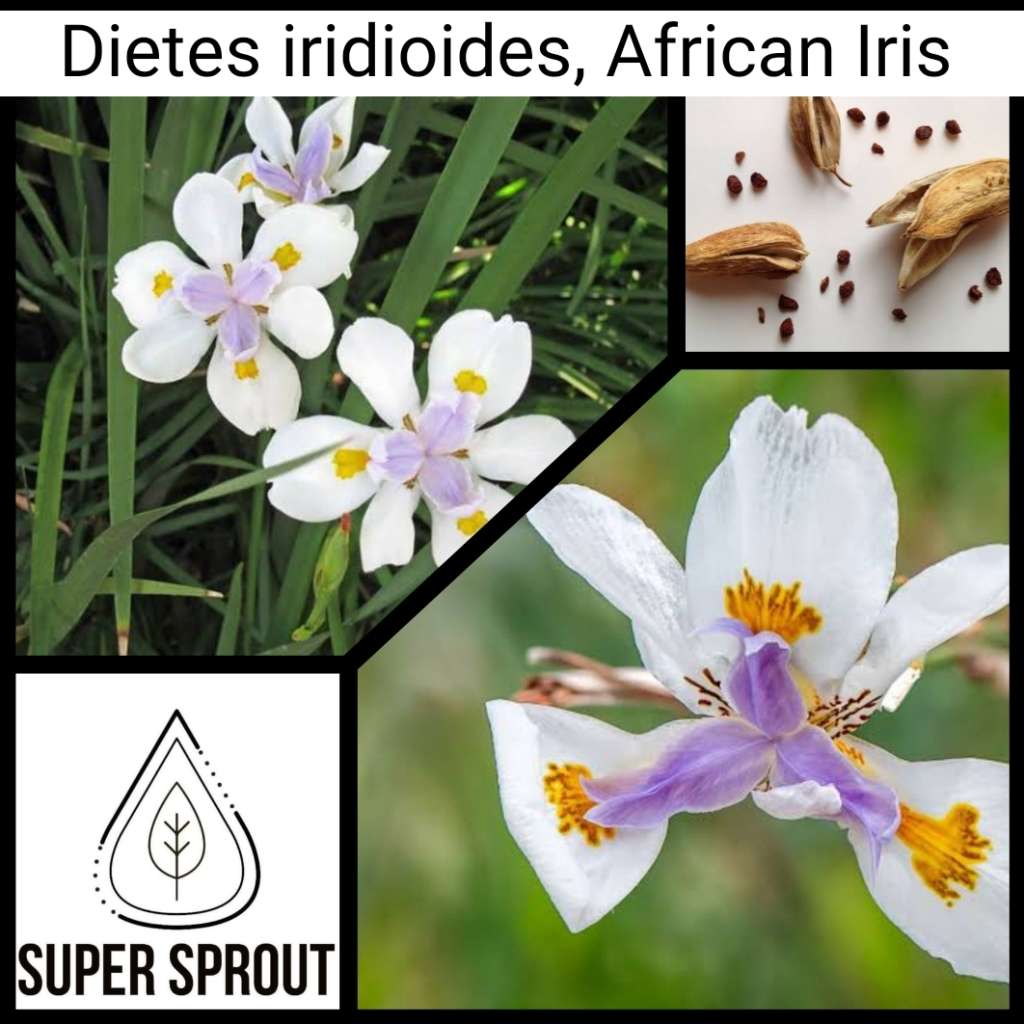 AFRICAN IRIS x 10 seeds