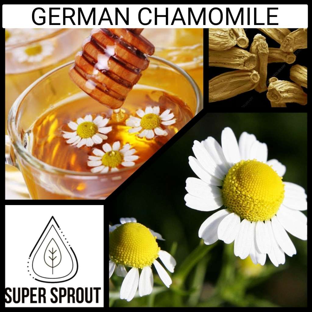 GERMAN CHAMOMILE x100+ seeds