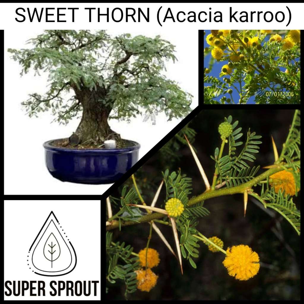 SWEET THORN (Acacia karroo) BONSAI 10 seeds