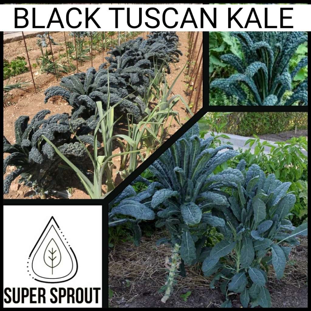 BLACK TUSCAN KALE x 25+ seeds