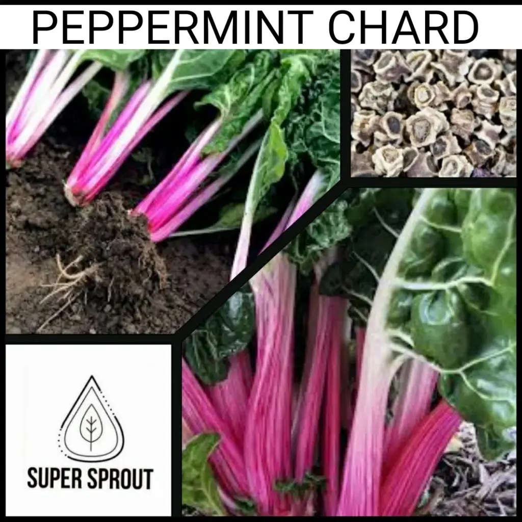 PEPPERMINT CHARD x 50+ seeds