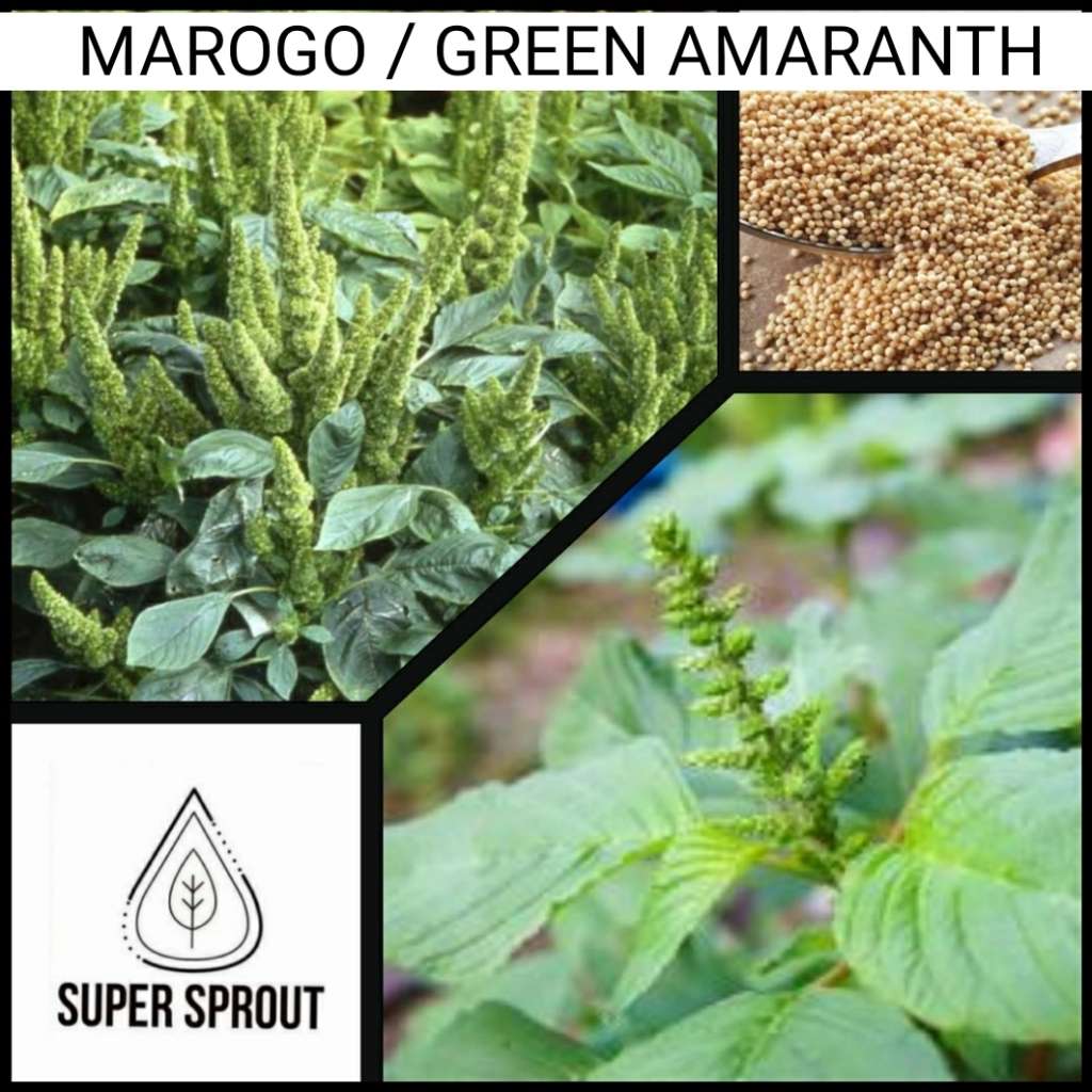 AMARANTH GREEN (MAROGO) x 100+ seeds