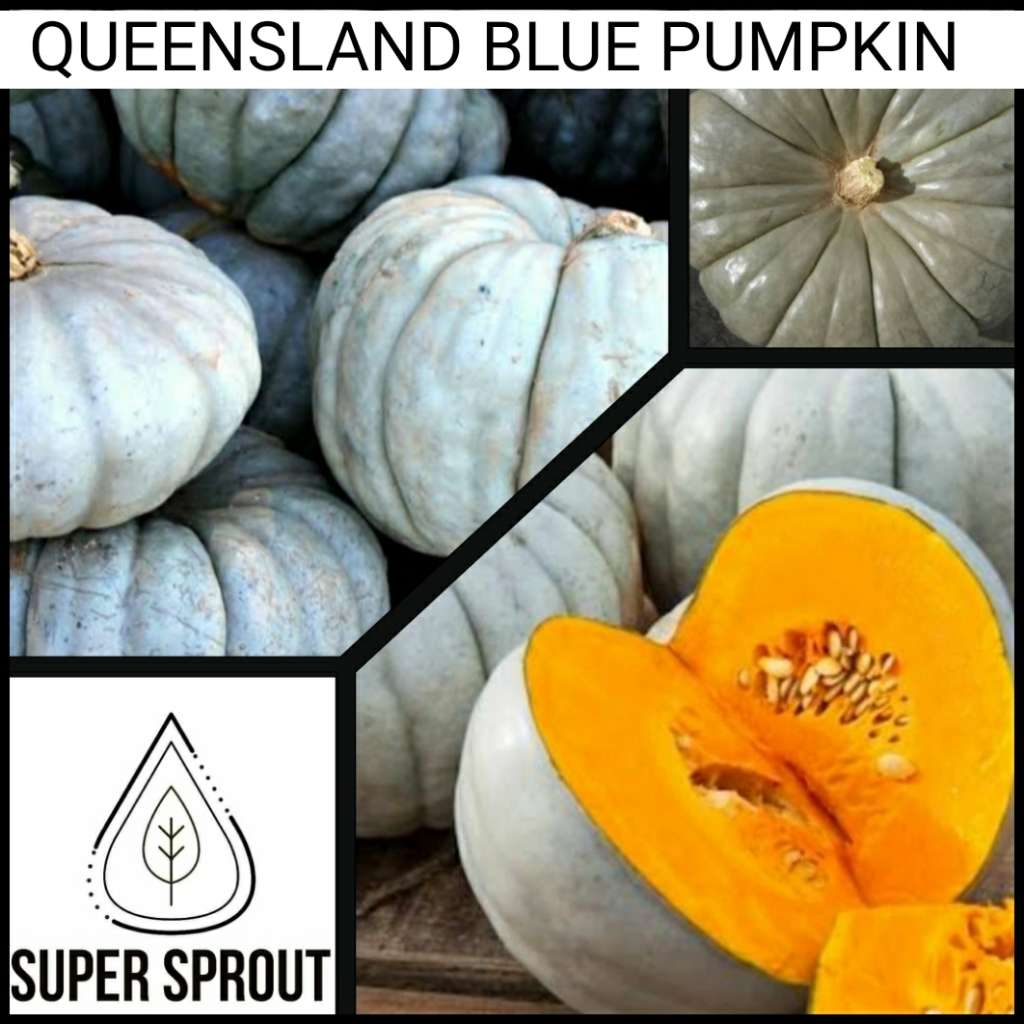 QUEENSLAND BLUE PUMPKIN x 10 seeds