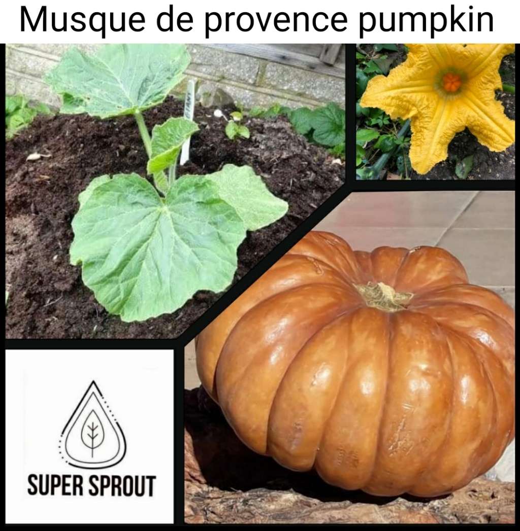 Masquerade DE PROVENCE x 5 seeds