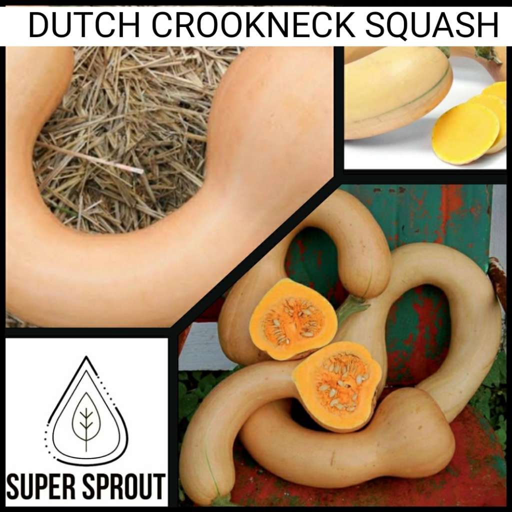 DUTCH CROOKNECK SQUASH x 5 seeds