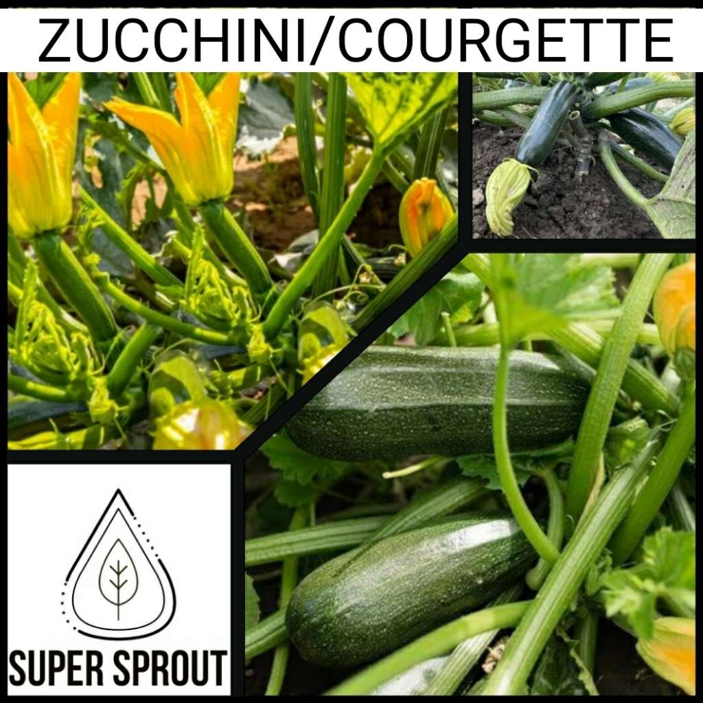 GREEN BUSH ZUCCHINI  x 5 seeds