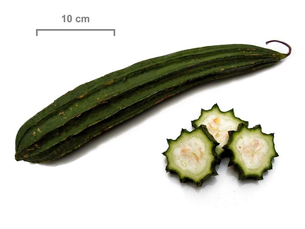 LOOFAH/LUFFA/SPONGE GOURD x 10 seeds