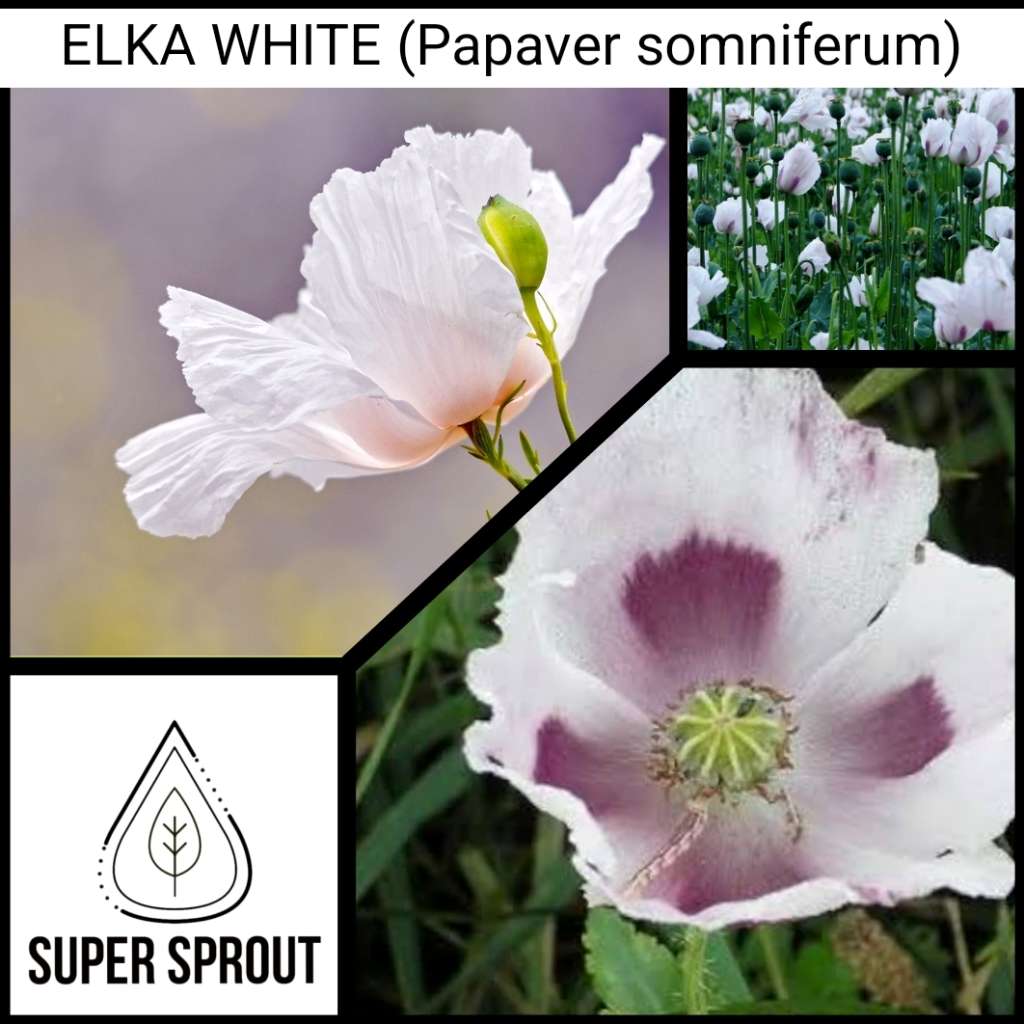 ELKA WHITE POPPY  (Papaver somniferum). x 100+ seeds