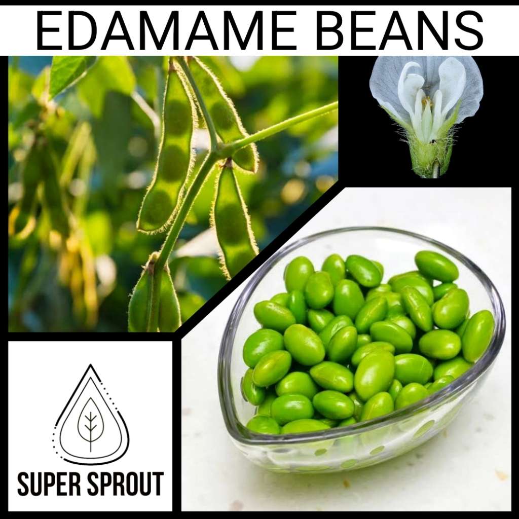 EDAMAME BEANS x 25 seeds