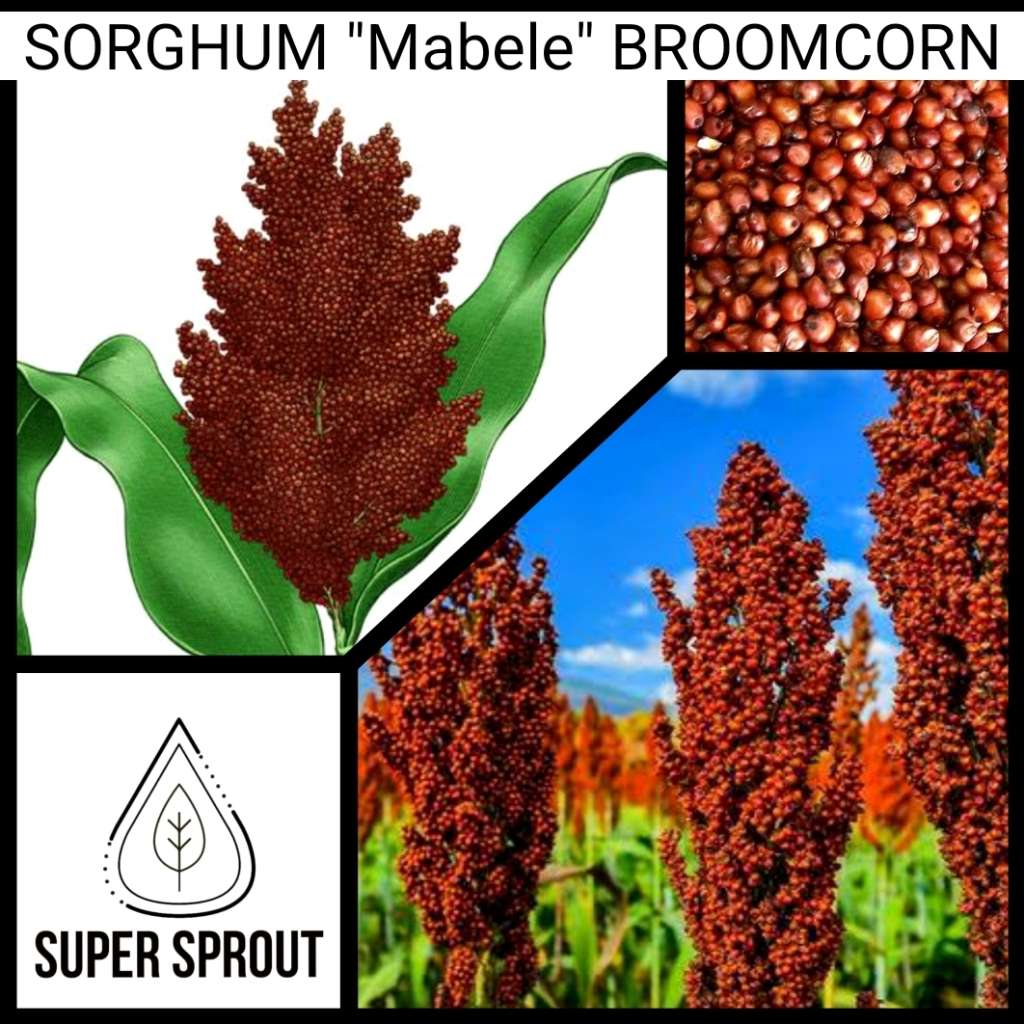 RED SORGHUM  x 50 organic seeds