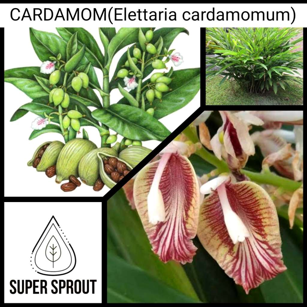 CARDAMOM x 15 seeds