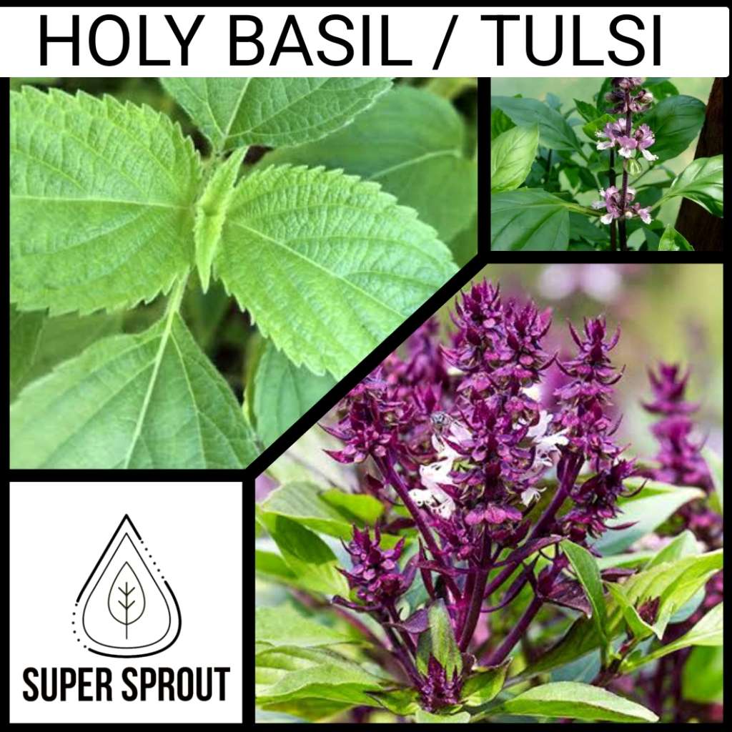 HOLY BASIL / TULSI KAPOOR x15 seeds