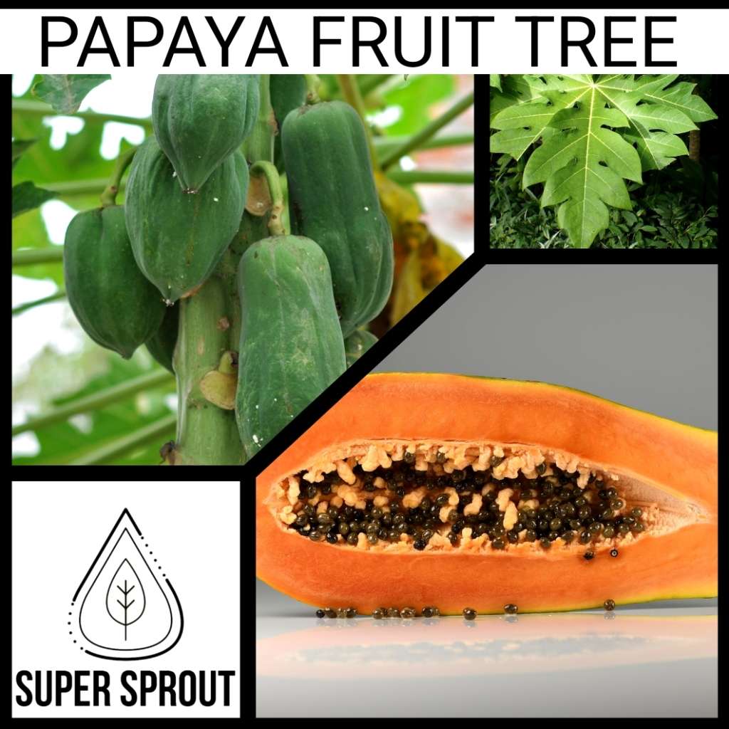 PAPAYA FRUIT TREE x 10 seeds
