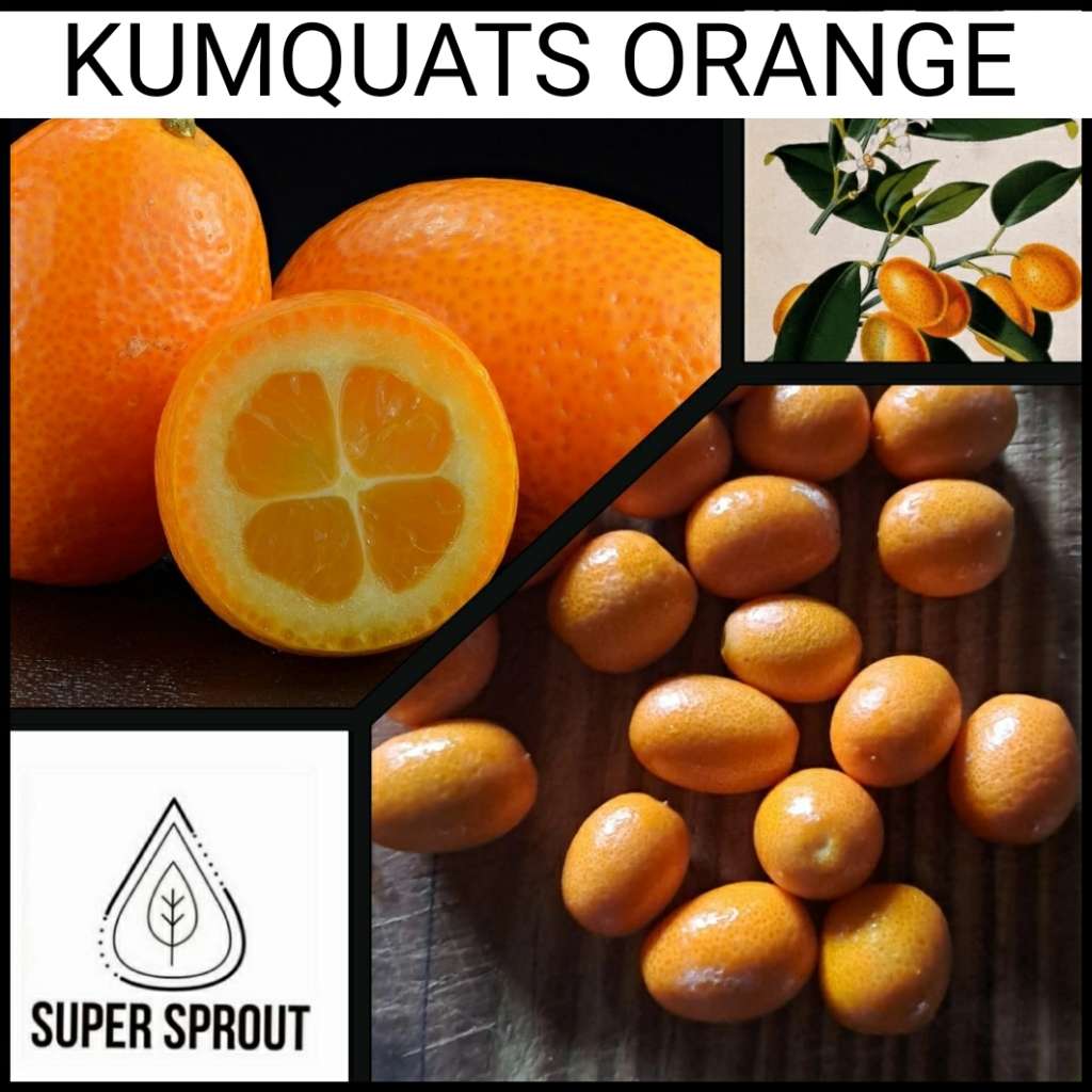 KUMQUAT  x 3 seeds