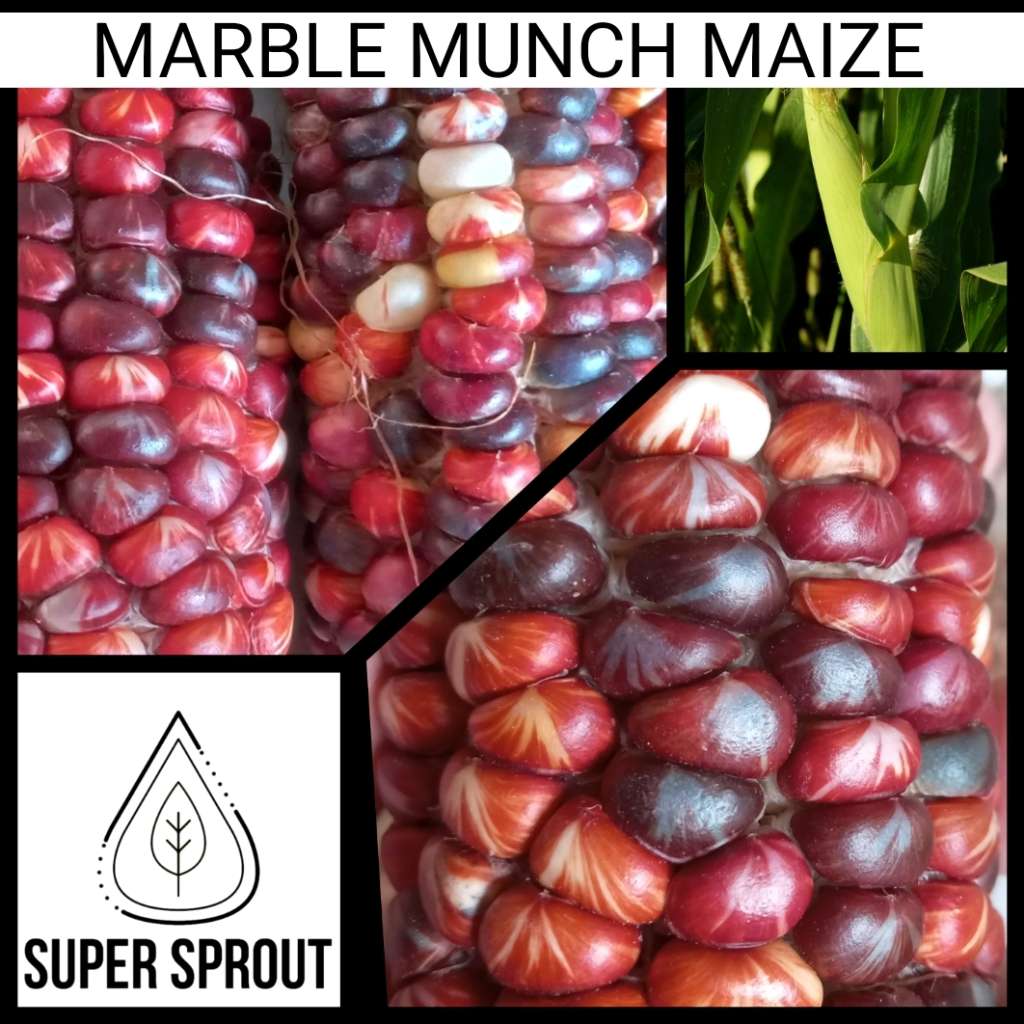 Marble Munch Maize x 25 seeds