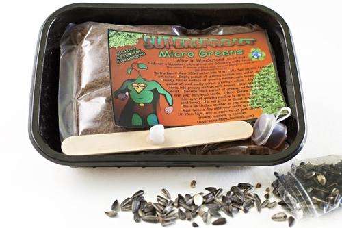 Micro Green tray (Alice in Wonderland) Sunflower, GMO free, 100% Organic.