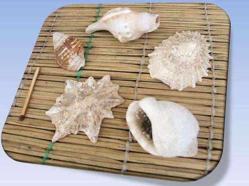 SHELLS *SEA SHELLS!!***STUNNING X 5 @ R1 * see more items @ Sweetleaf