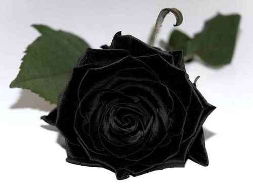 Black Rose Seeds (10 seeds)