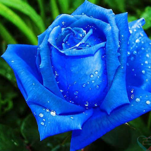Blue Rose Seeds (10 seeds)