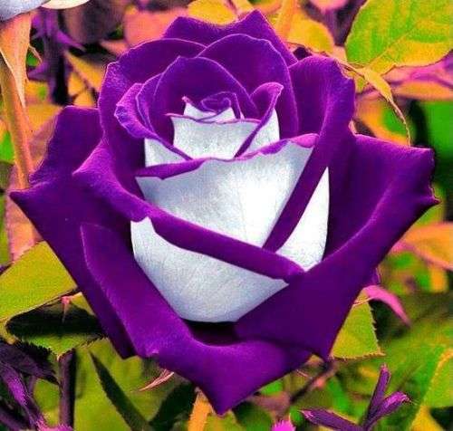 Purple Rose Seeds (10 seeds)