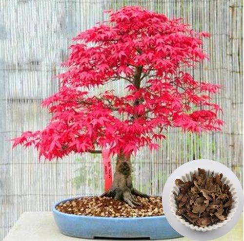Japanese Red Maple Bonsai Seeds (10 seeds)