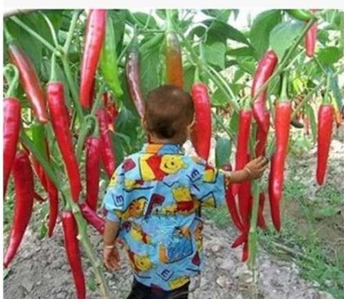 Giant Red pepper Seeds (10 seeds)