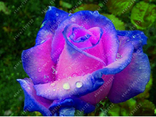 Purple Violet Rose Seeds (200 seeds)