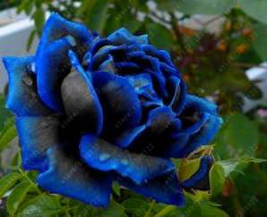 Dark Blue Violet Rose Seeds (200 seeds)
