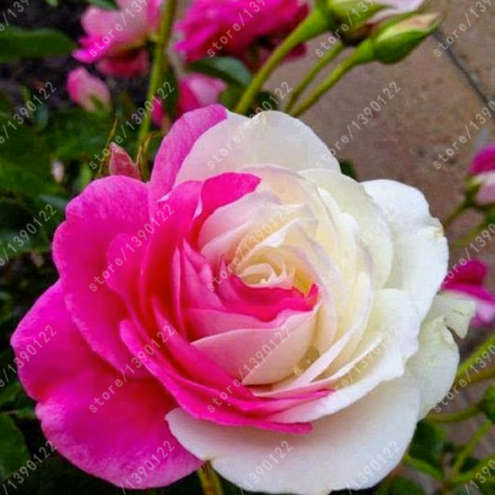 Light Pink Rose Seeds (200 seeds)