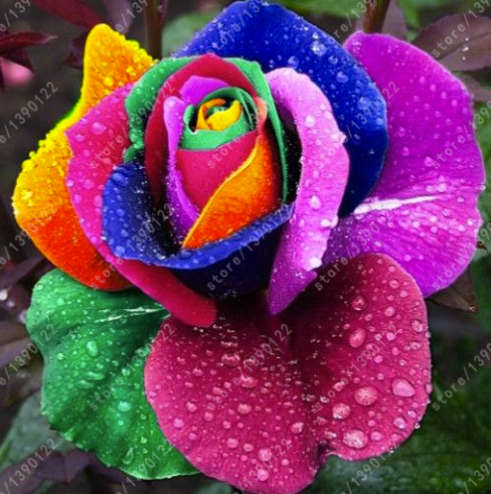 Rainbow Rose Seeds (200 seeds)