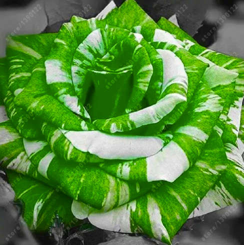 Green Viper Rose Seeds (100 seeds)