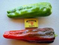 CHILI SEED- GREEN PEPPER RED LONG