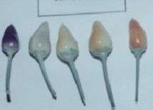 CHILI SEED- BOLIVIAN RAINBOW