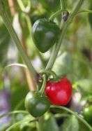 CHILI SEED - CHERRY PEPPER