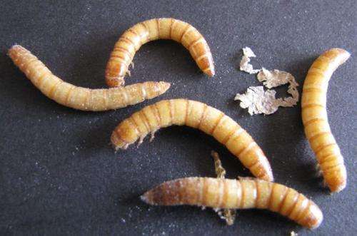 MEALWORMS -WORM 1