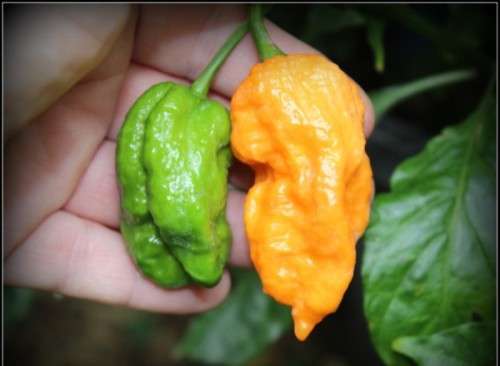 CHILLIES -  BHUT JOLOKIA ORANGE COPENHAGEN - 10 seeds