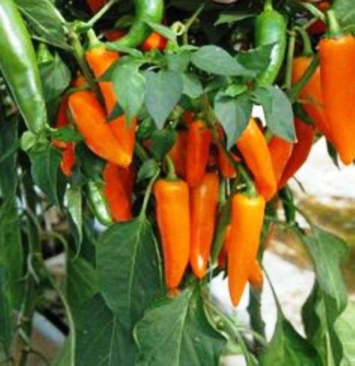 CHILLIES -  ORANGE TOPAZ CHILLI  - 10 seeds