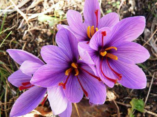 SAFFRON SEEDS - CROCUS SATIVUS - EXOTIC SPICE - 10 SEEDS