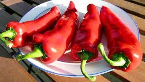 CUBANELLE SWEET PEPPER - 10 SEEDS