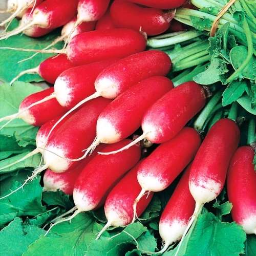 RADISH - FRENCH ENGLISH BREAKFAST - 50 SEEDS